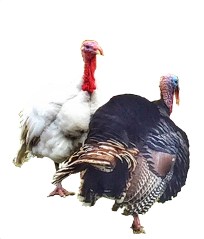 turkeys